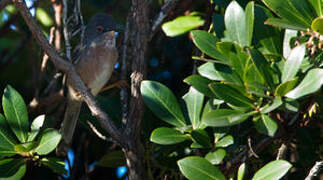 Dartford Warbler