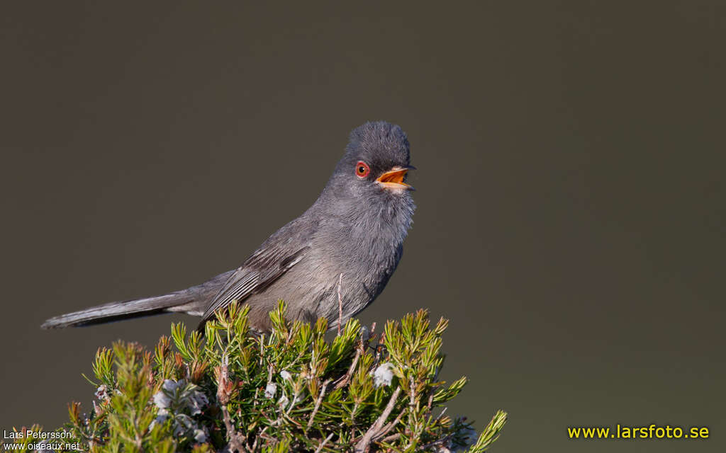 Marmora's Warbler male adult, close-up portrait