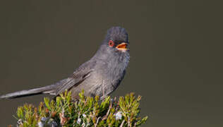 Marmora's Warbler