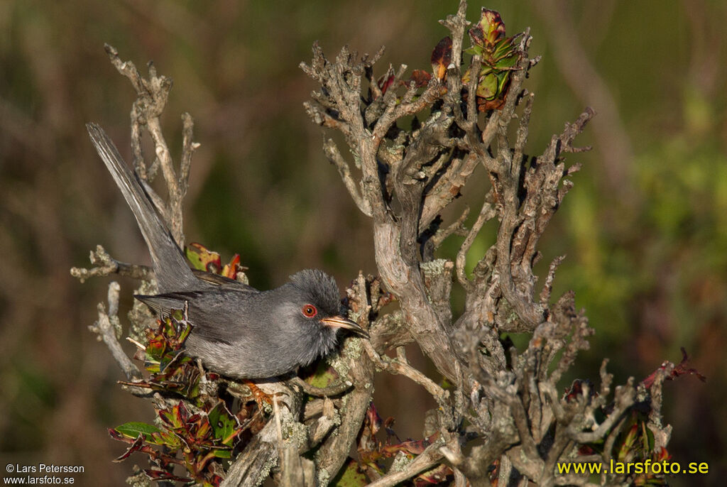 Marmora's Warbler