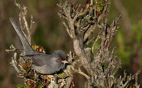 Marmora's Warbler