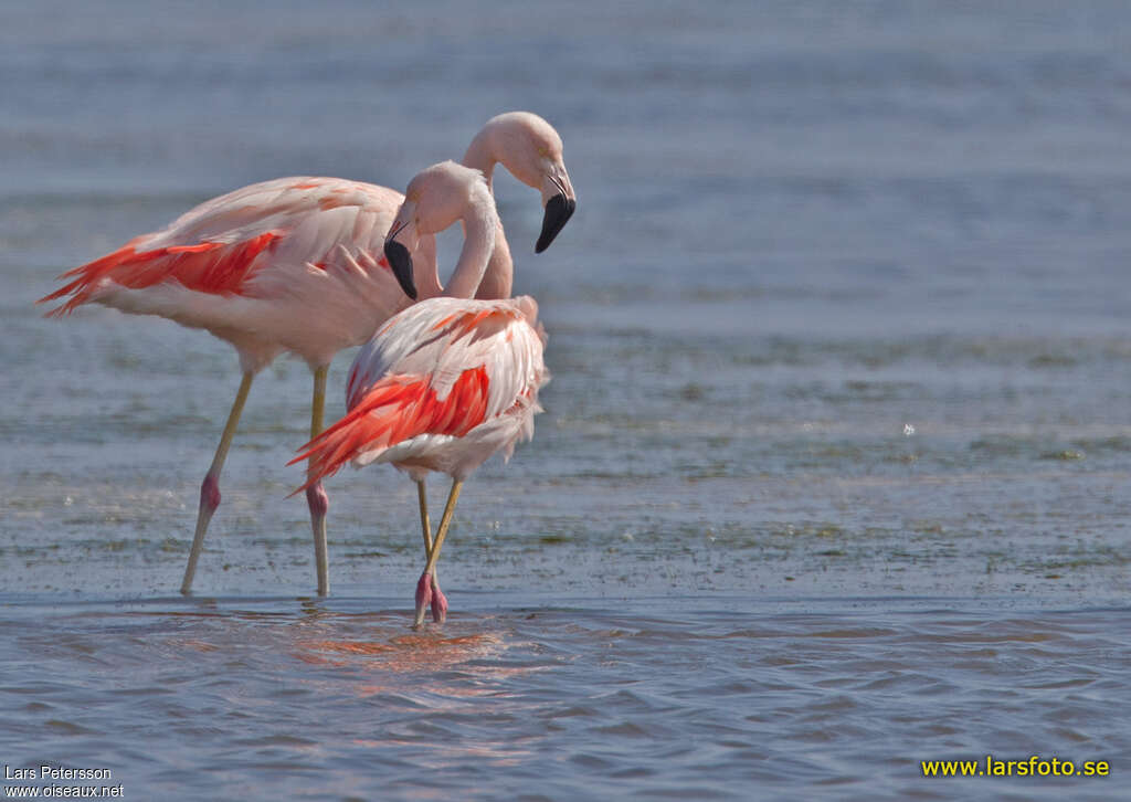 Chilean Flamingoadult, pigmentation