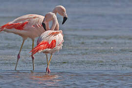 Chilean Flamingo