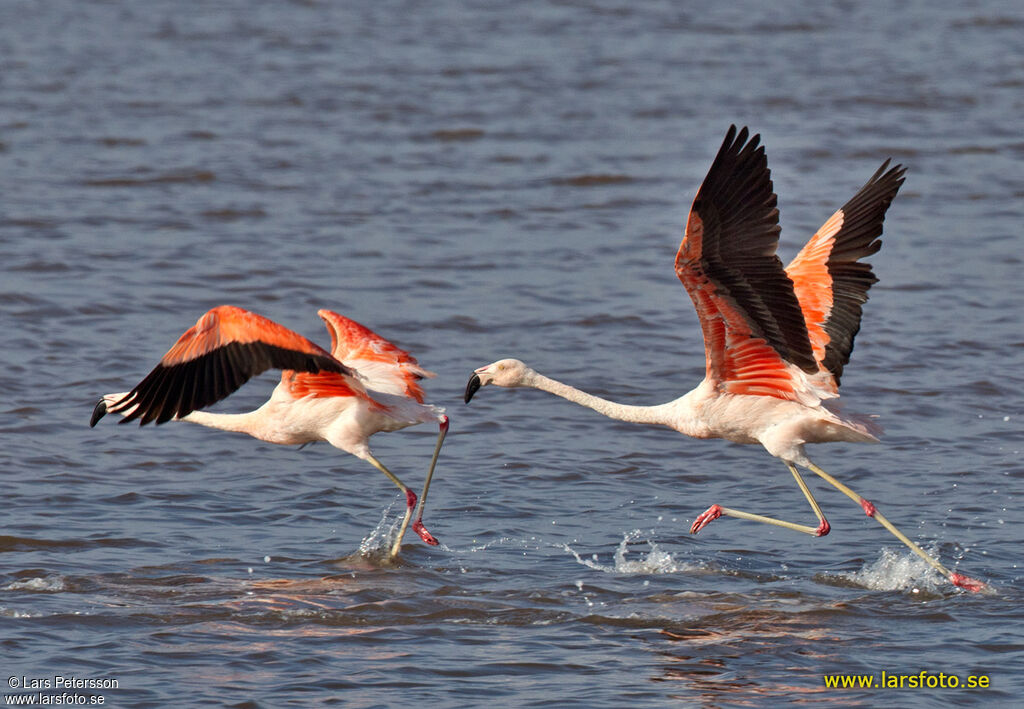 Chilean Flamingo