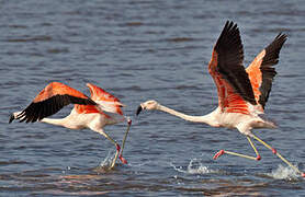 Chilean Flamingo