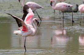 Lesser Flamingo