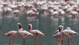 Lesser Flamingo