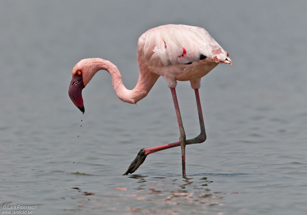 Lesser Flamingo