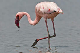 Lesser Flamingo