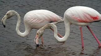 Greater Flamingo