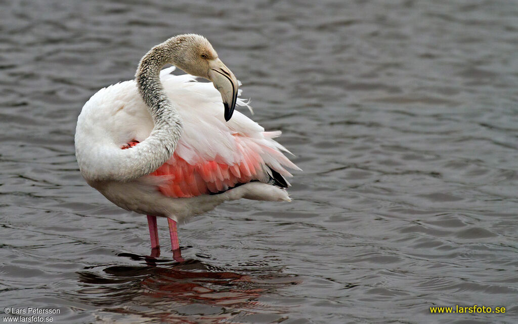 Greater Flamingo