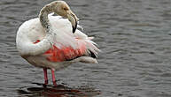 Flamant rose