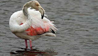 Flamant rose