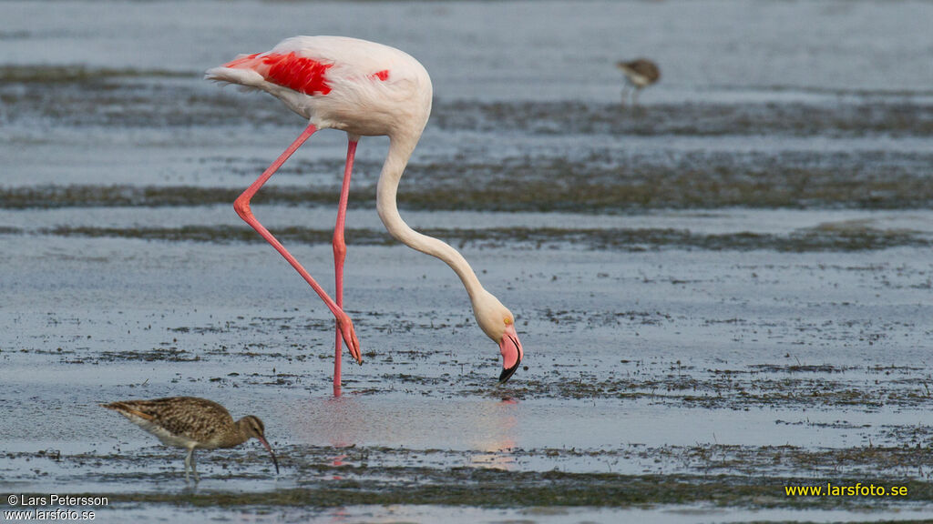 Flamant rose