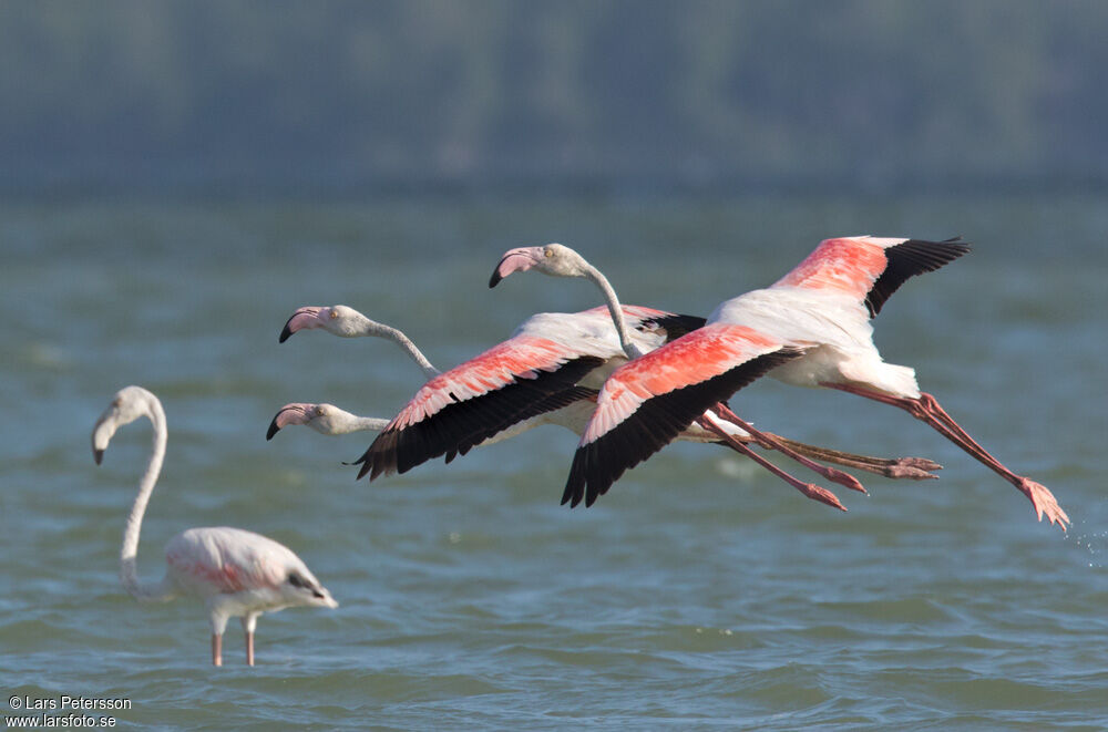 Flamant rose