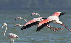 Greater Flamingo