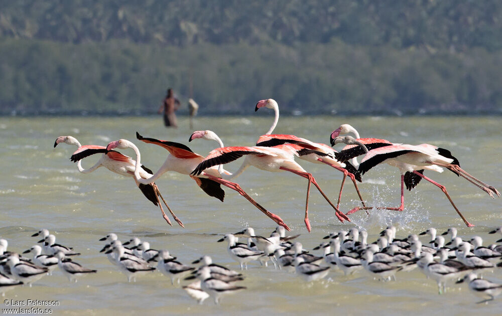 Greater Flamingo