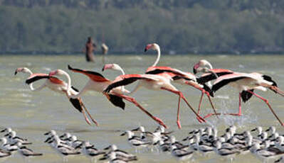 Flamant rose