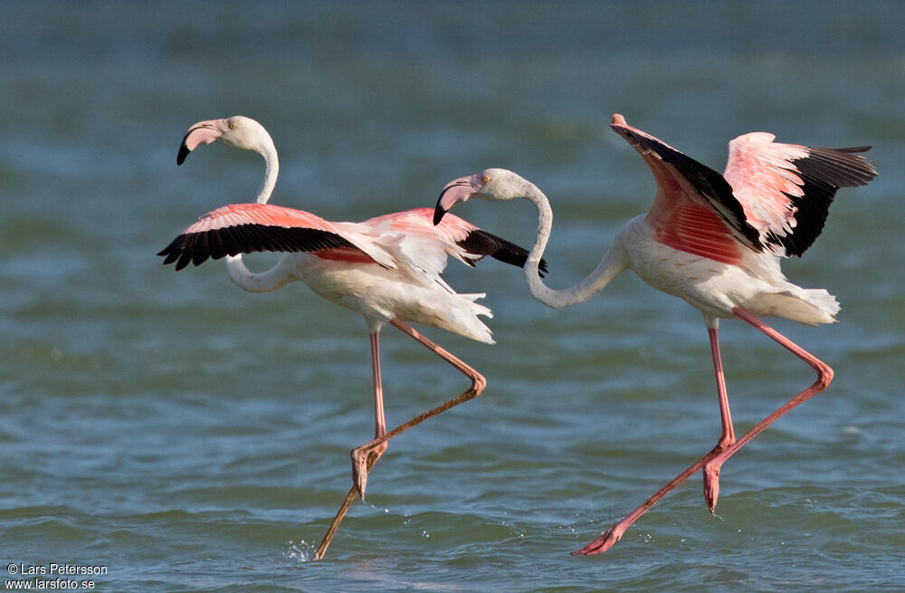 Greater Flamingo