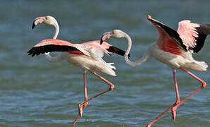 Flamant rose