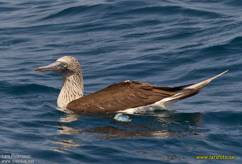 Blue-footed Boobyadult, swimming