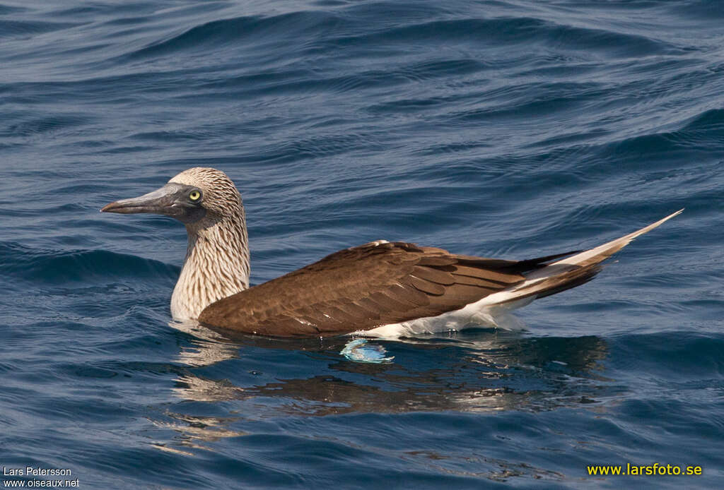 Blue-footed Boobyadult, swimming