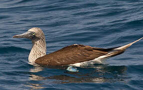 Blue-footed Booby