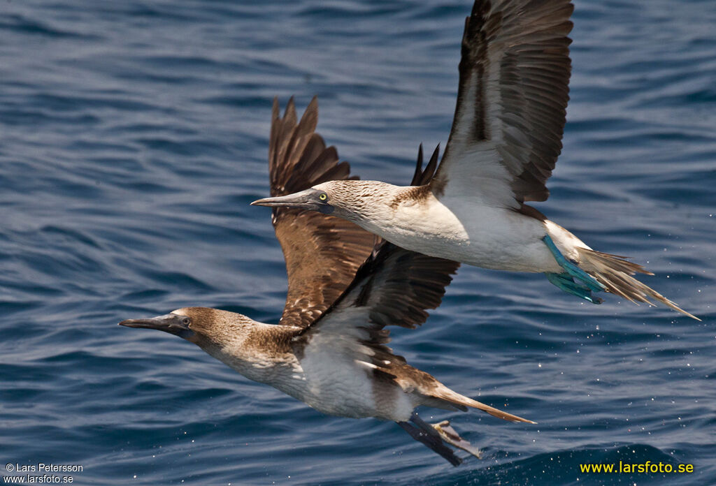 Blue-footed Booby