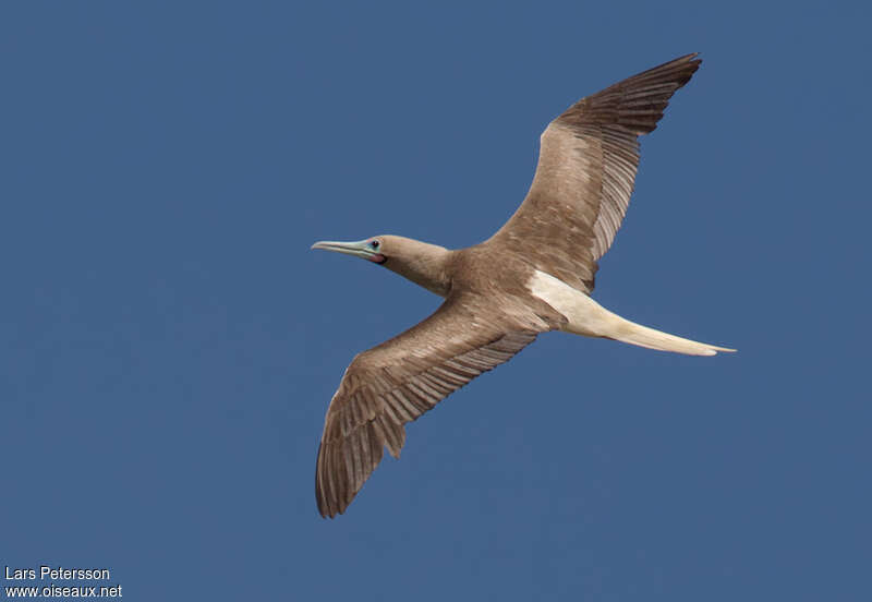 Red-footed Booby, Flight