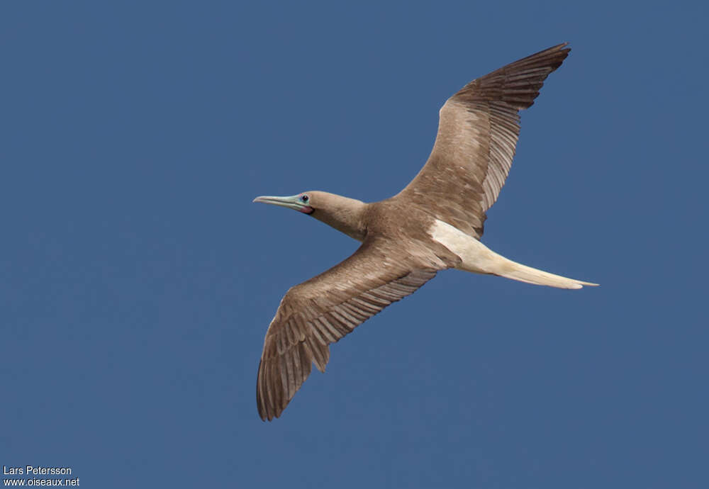 Red-footed Booby, Flight