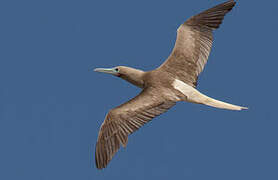 Red-footed Booby