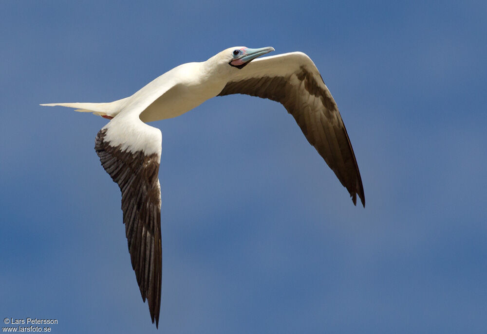 Red-footed Booby