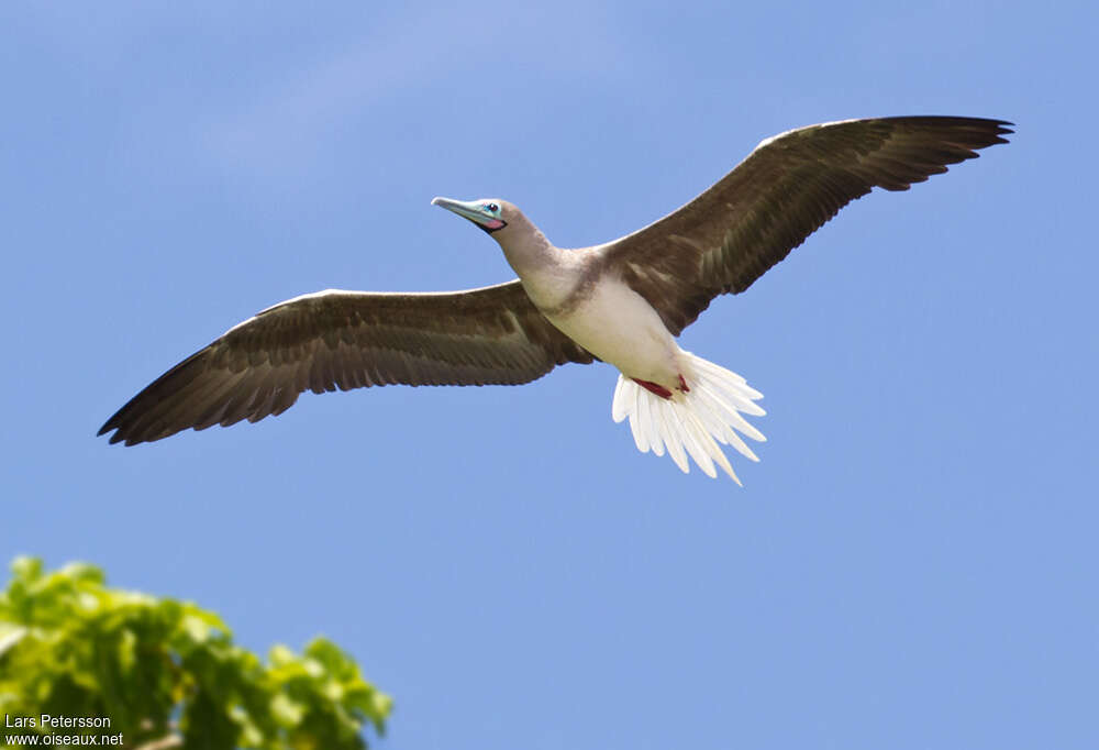 Red-footed Boobyadult, pigmentation, Flight