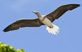 Red-footed Booby