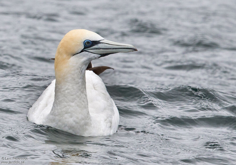 Australasian Gannet