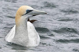 Australasian Gannet