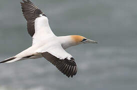 Australasian Gannet