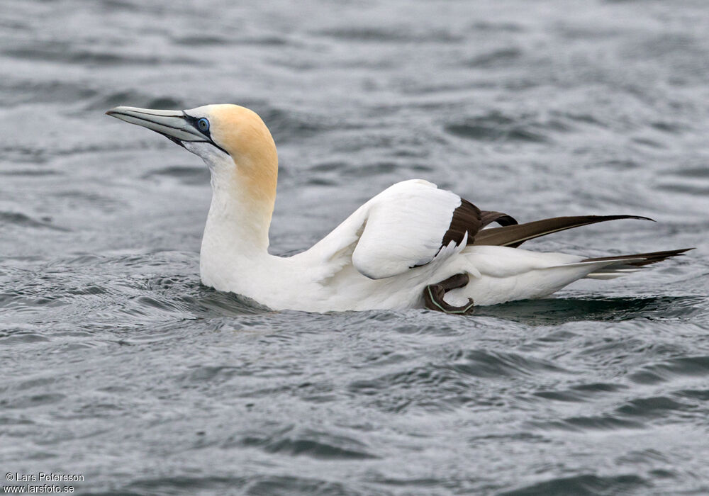 Australasian Gannet