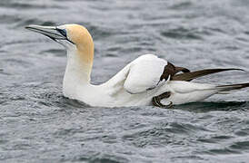 Australasian Gannet