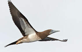 Brown Booby