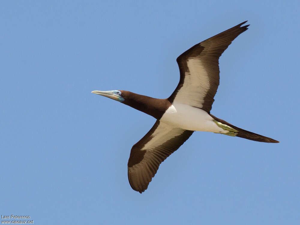 Brown Booby male adult breeding, Flight