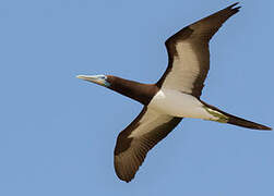 Brown Booby