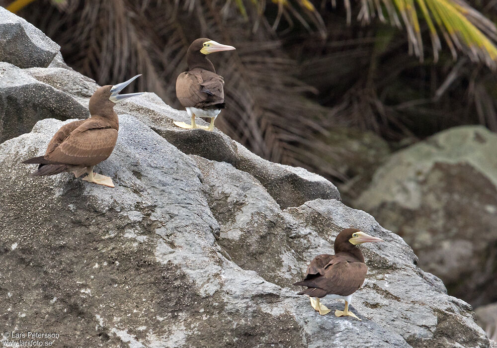 Brown Booby