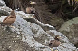 Brown Booby