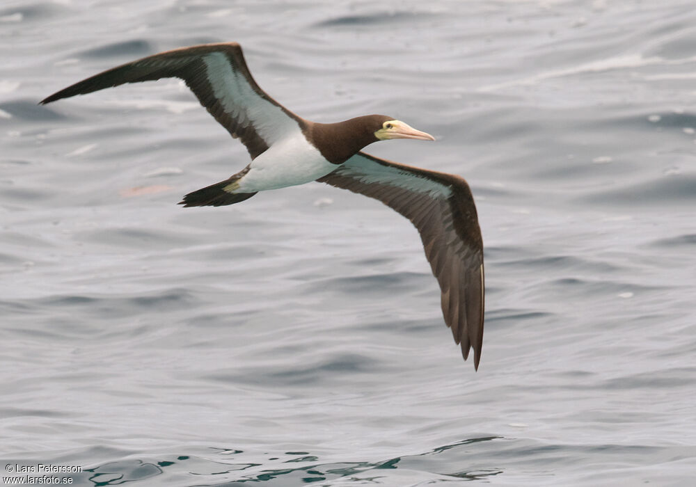 Brown Booby