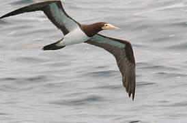 Brown Booby