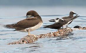 Brown Booby