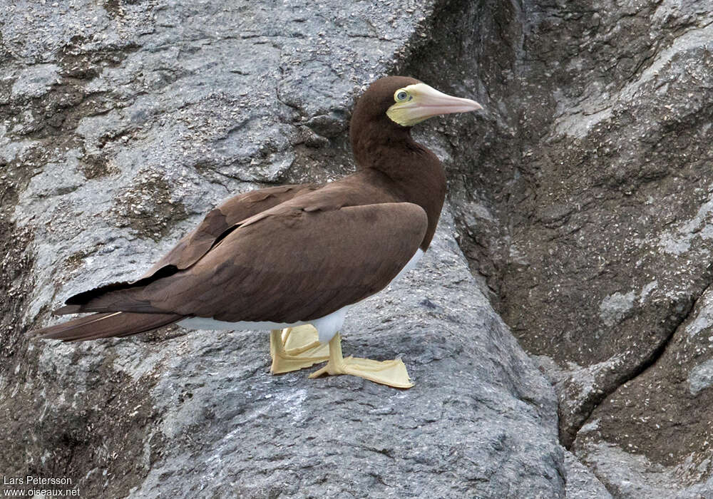 Brown Booby female adult breeding, identification