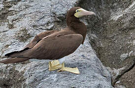 Brown Booby