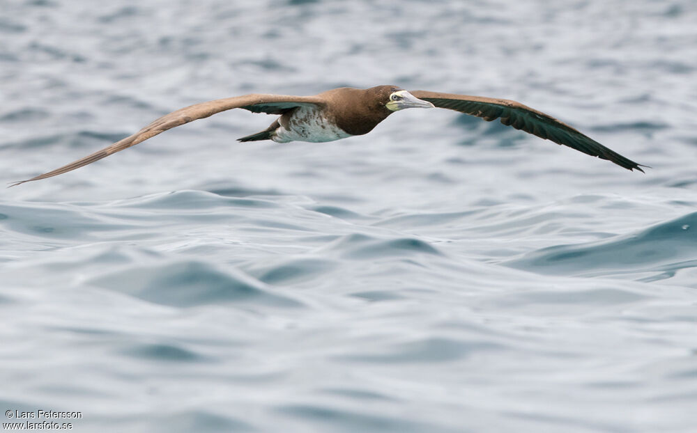 Brown Booby